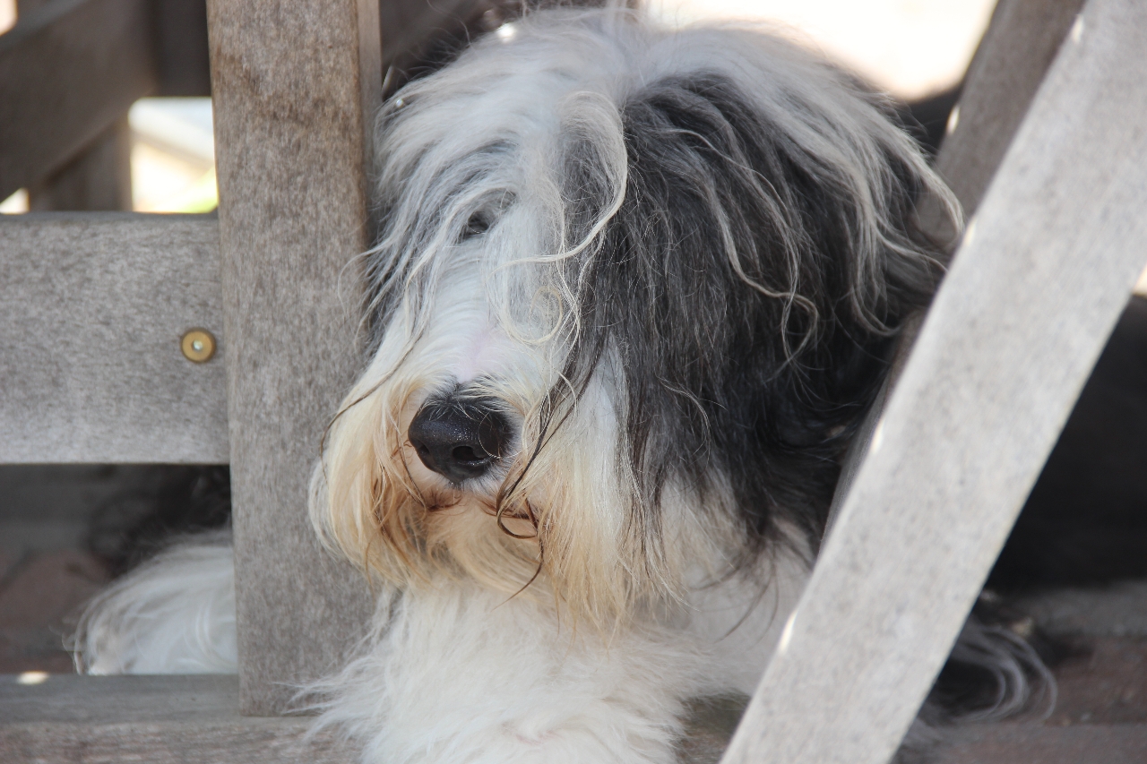 Balou, Beardie Loving Secrets Esperance