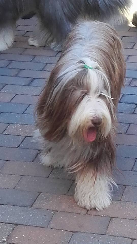 Angel, Unique Charming of the Benji Bunch